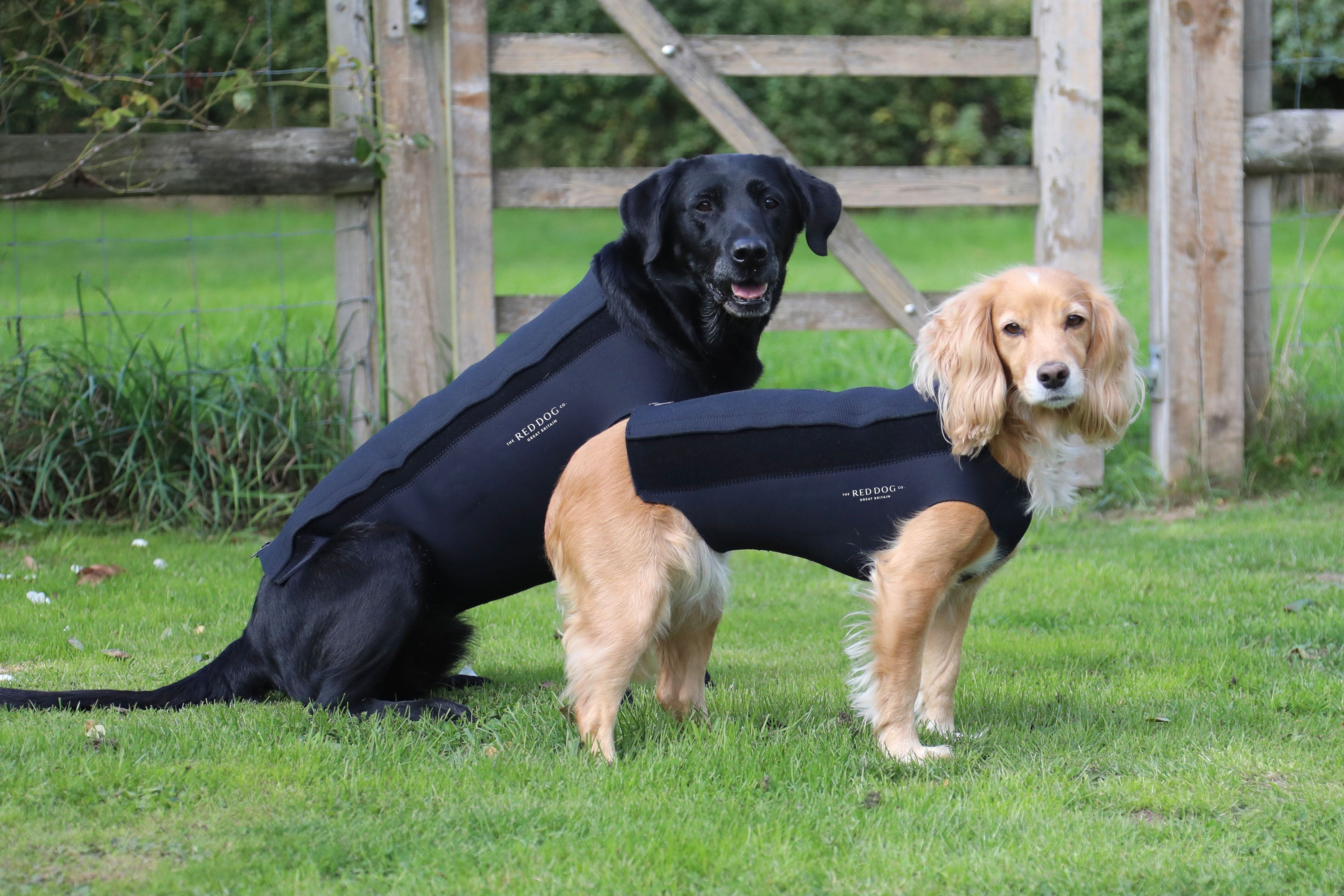 Great and small shop active dog coats