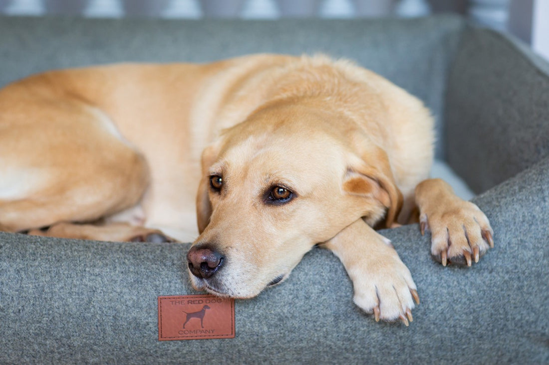 Labrador Dog Beds 100 British Made VetApproved