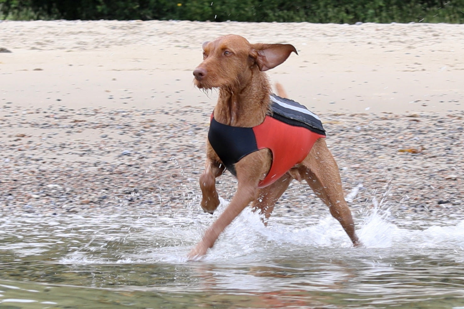 Active Dog Coat Orange