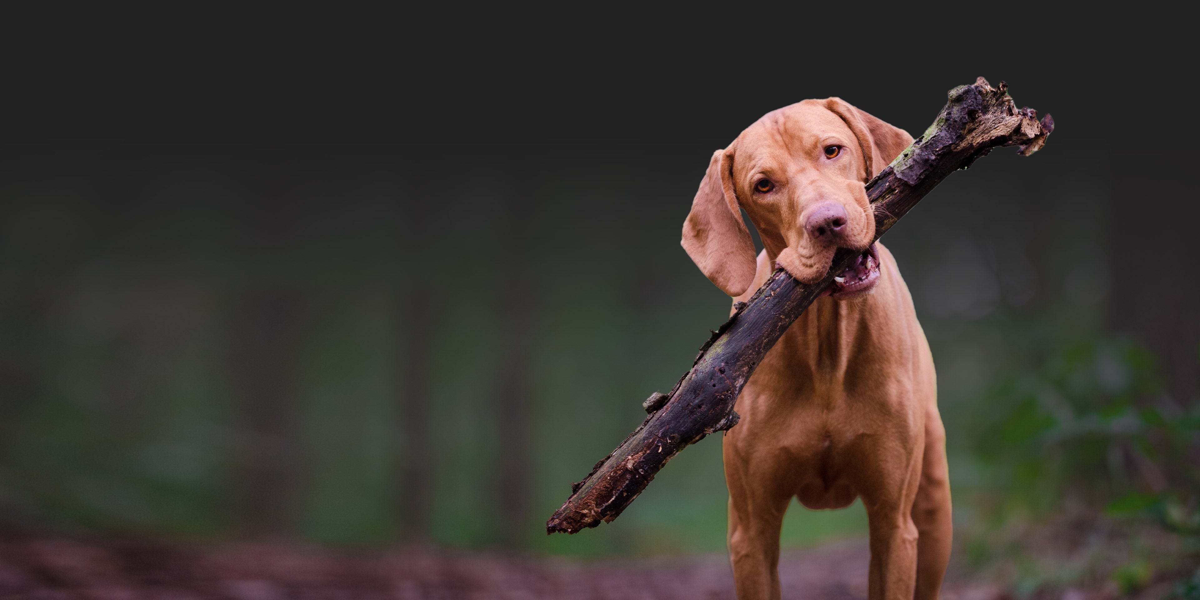 Best dog clearance bed for vizsla