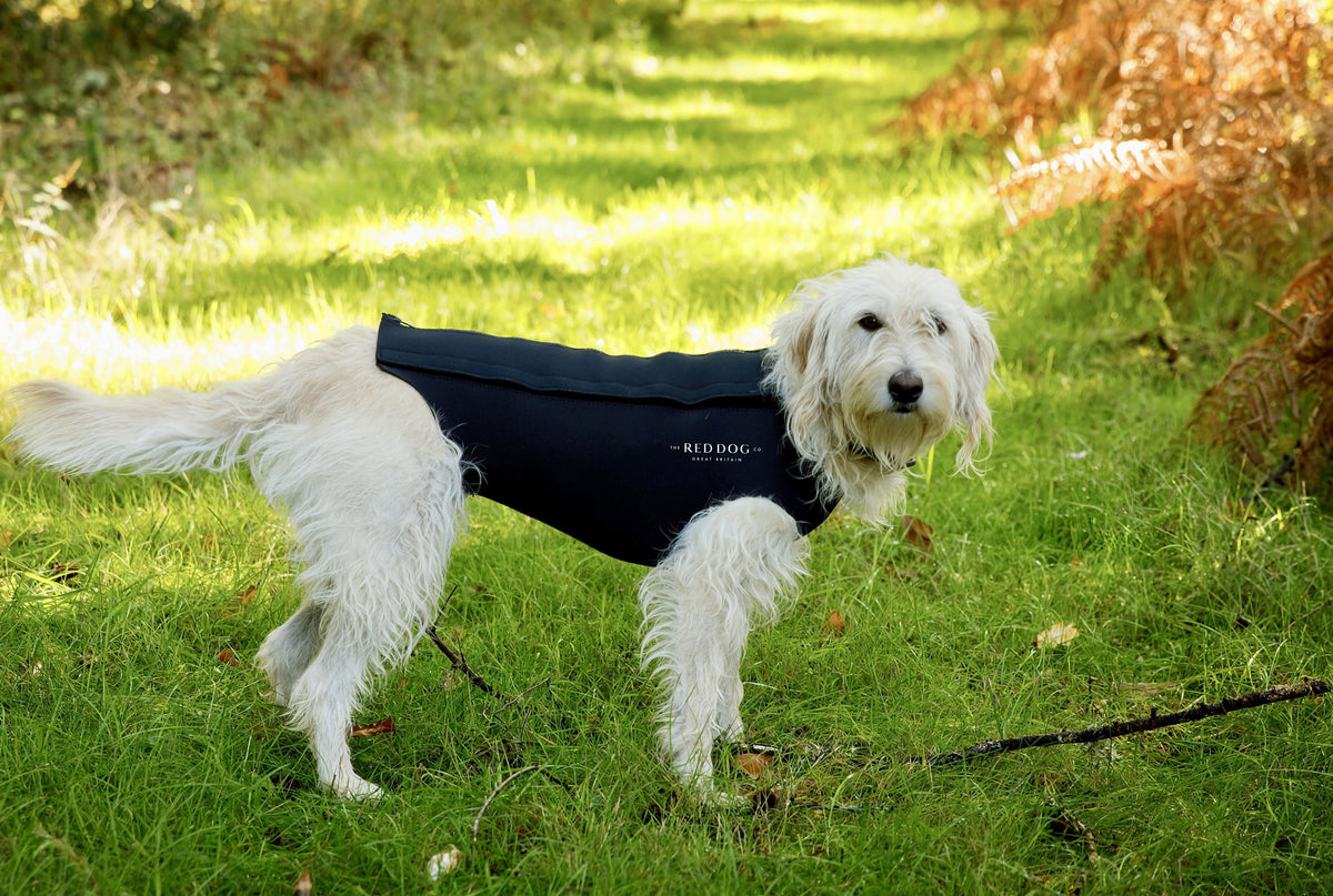 Active Dog Coat Black