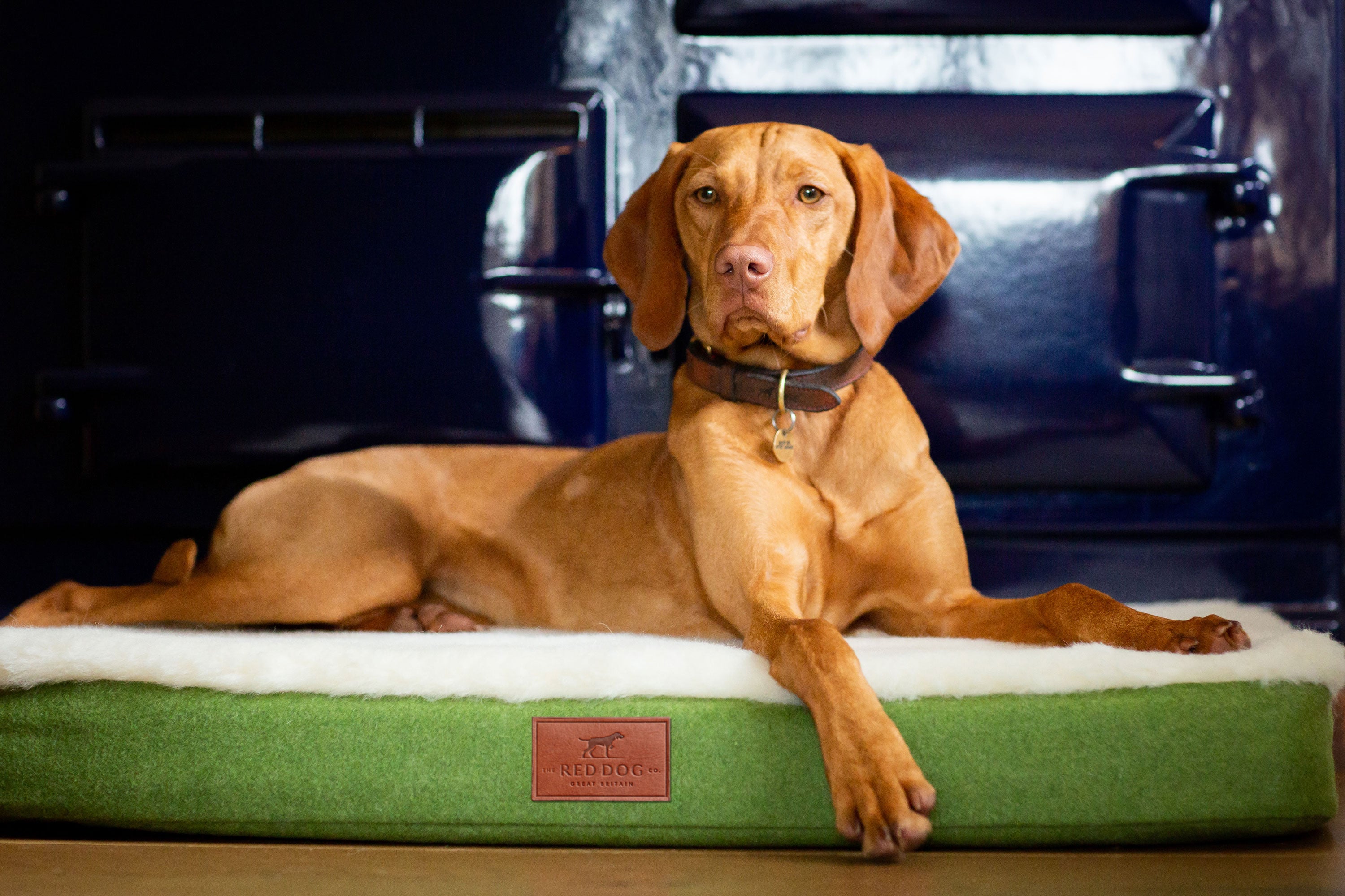 Akc memory shop foam dog bed