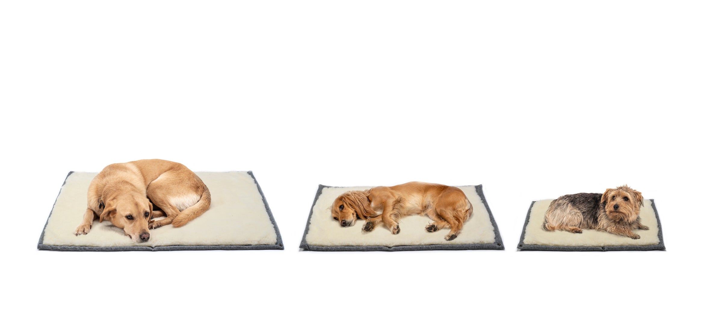 Long skinny 2024 dog bed