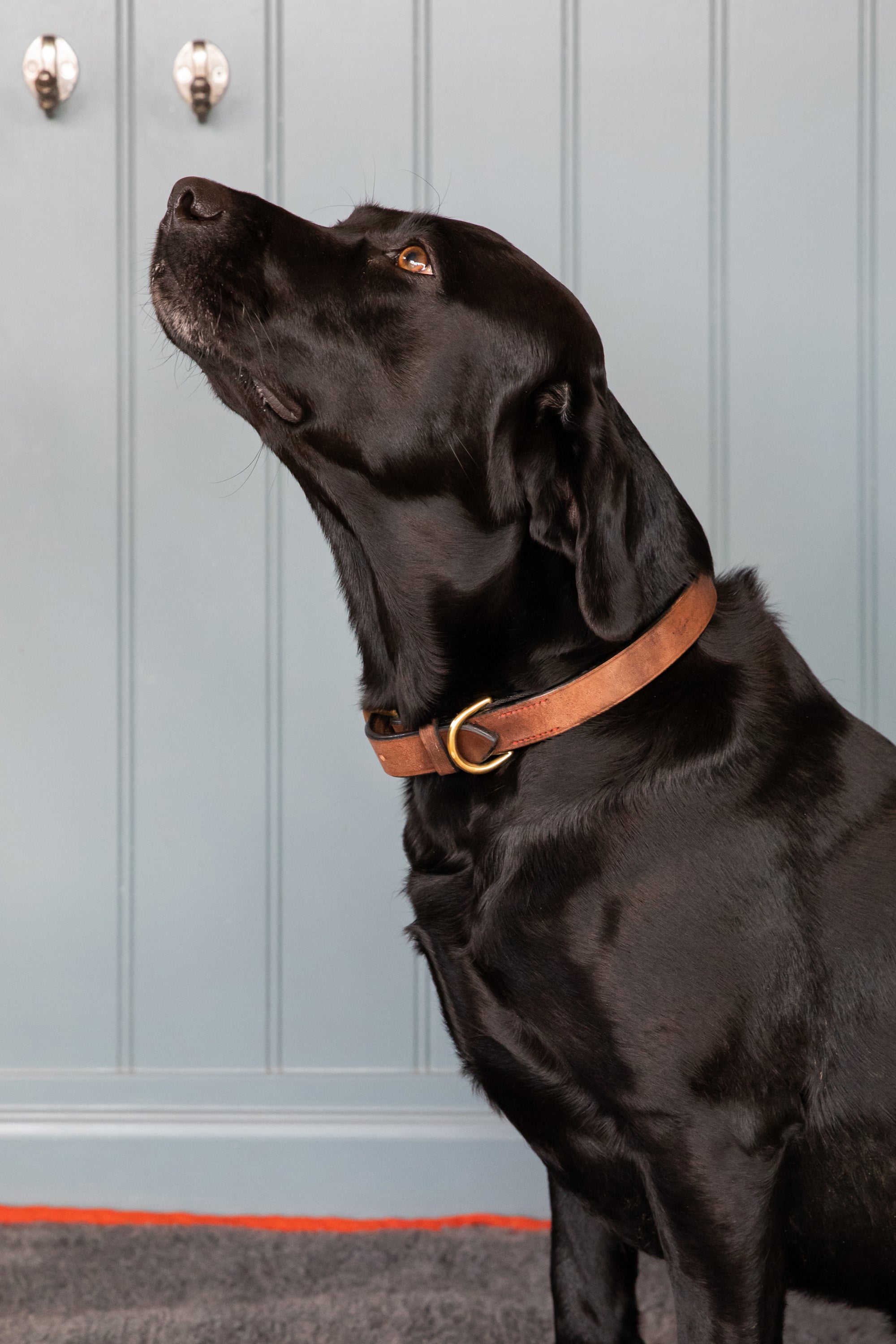 Oak Bark Leather Dog Collar
