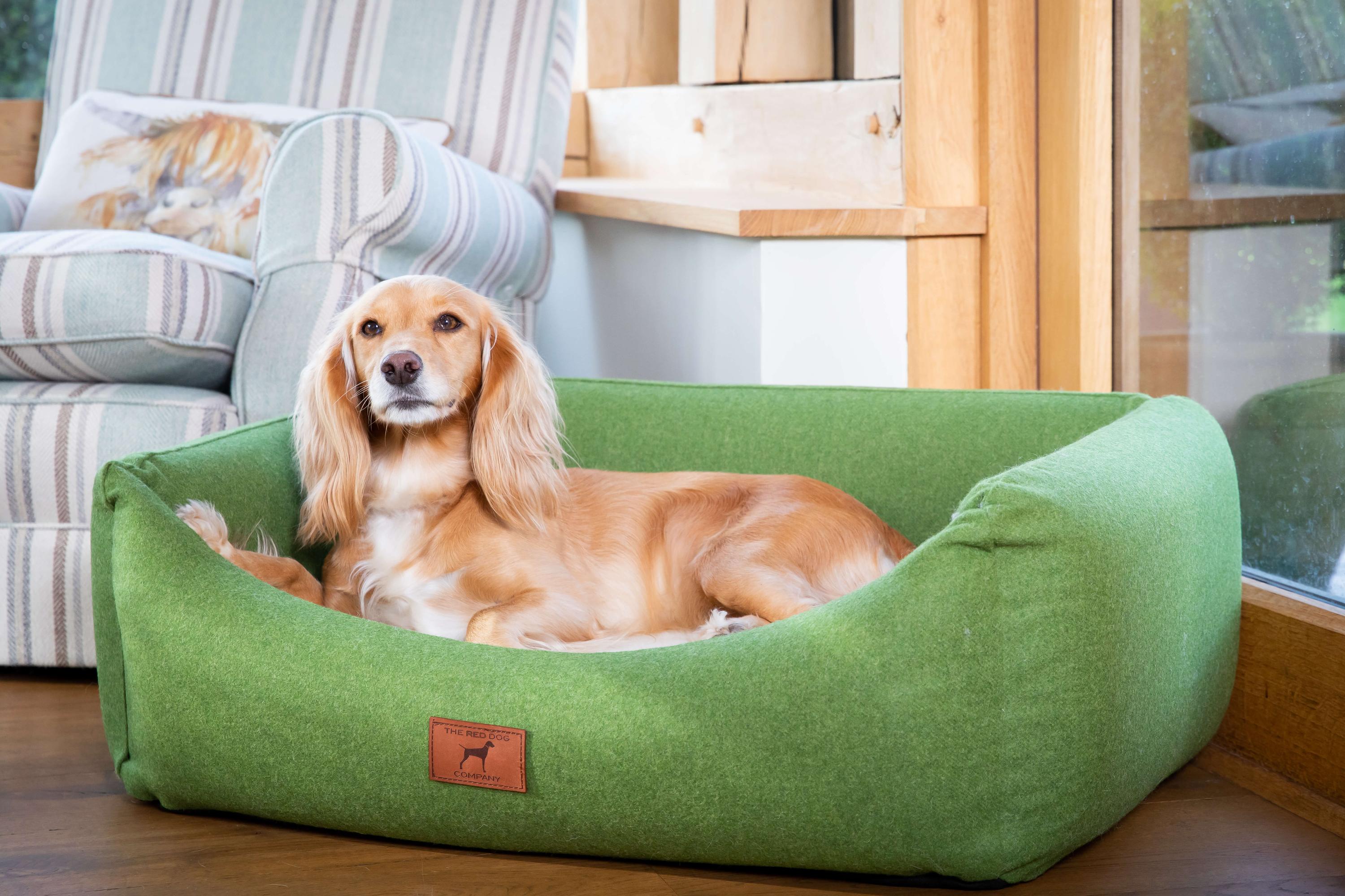 Dog on sale bed companies