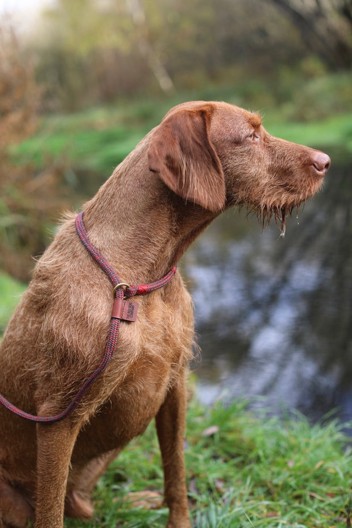 Using a slip lead outlet on a puppy